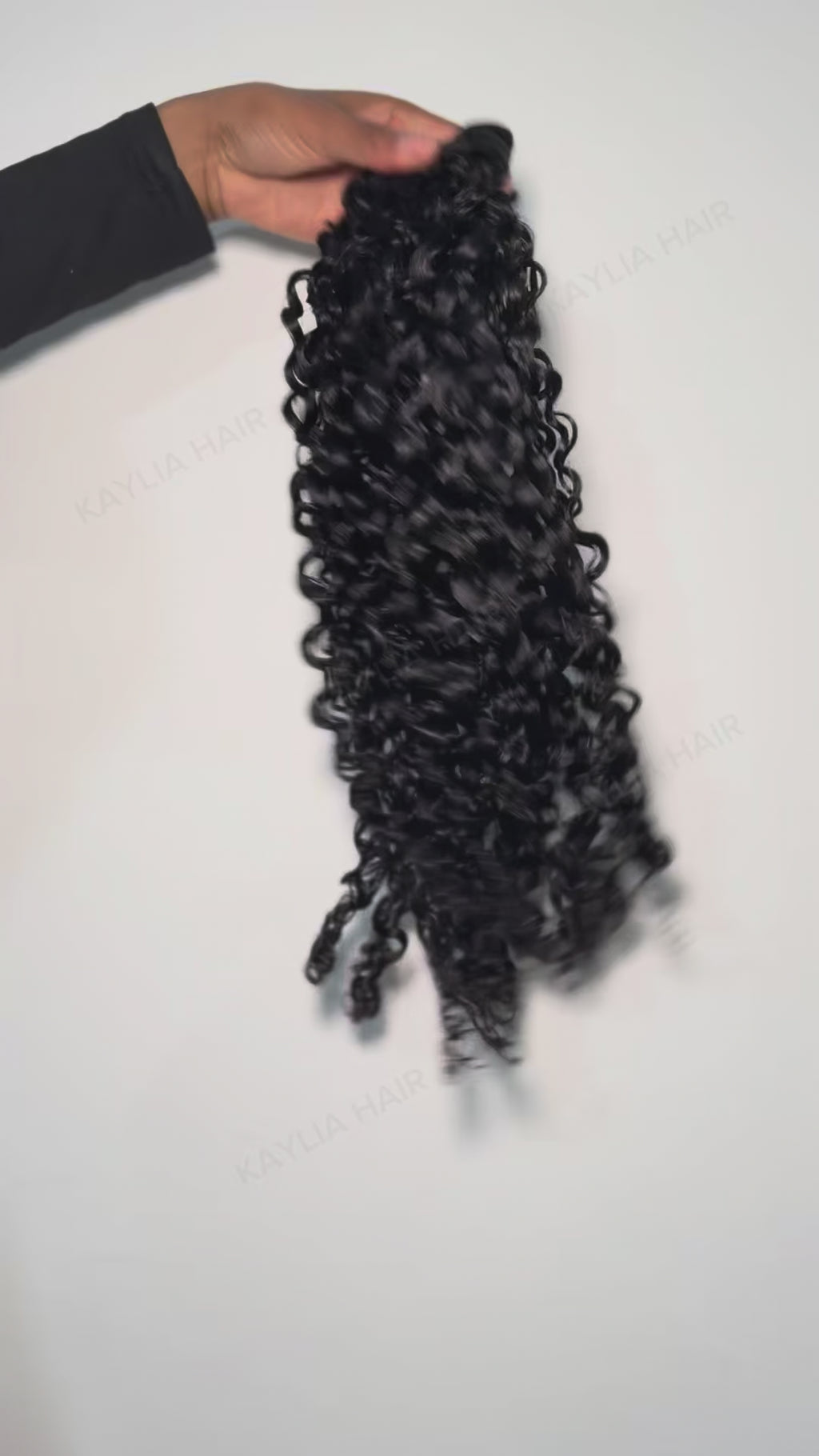 Burmese Spanish Curly